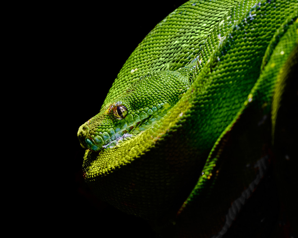lowbassphotog's tweet photo. I wonder if I'll ever get tired of these portraits... #greentreepython #snake #eosrp #sigma150mmmacro #wildlifephotography #python #snakes #wildlife #reptiles #naturephotography #nature #reptile #photography #naturelovers #animals #morelia #art #animal #natgeo #constrictors https://t.co/HpcpUrSbcD