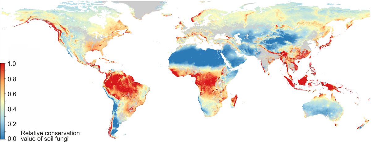 Global endemicity and vulnerability of soil fungi: accepted version of our new paper available online (need a few corrections to proofs, though) onlinelibrary.wiley.com/doi/abs/10.111…