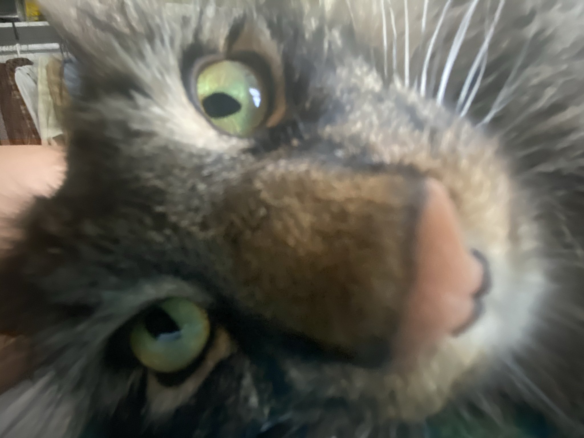 dig-citri-on-twitter-hey-kyedae-do-u-like-my-cat-https-t-co