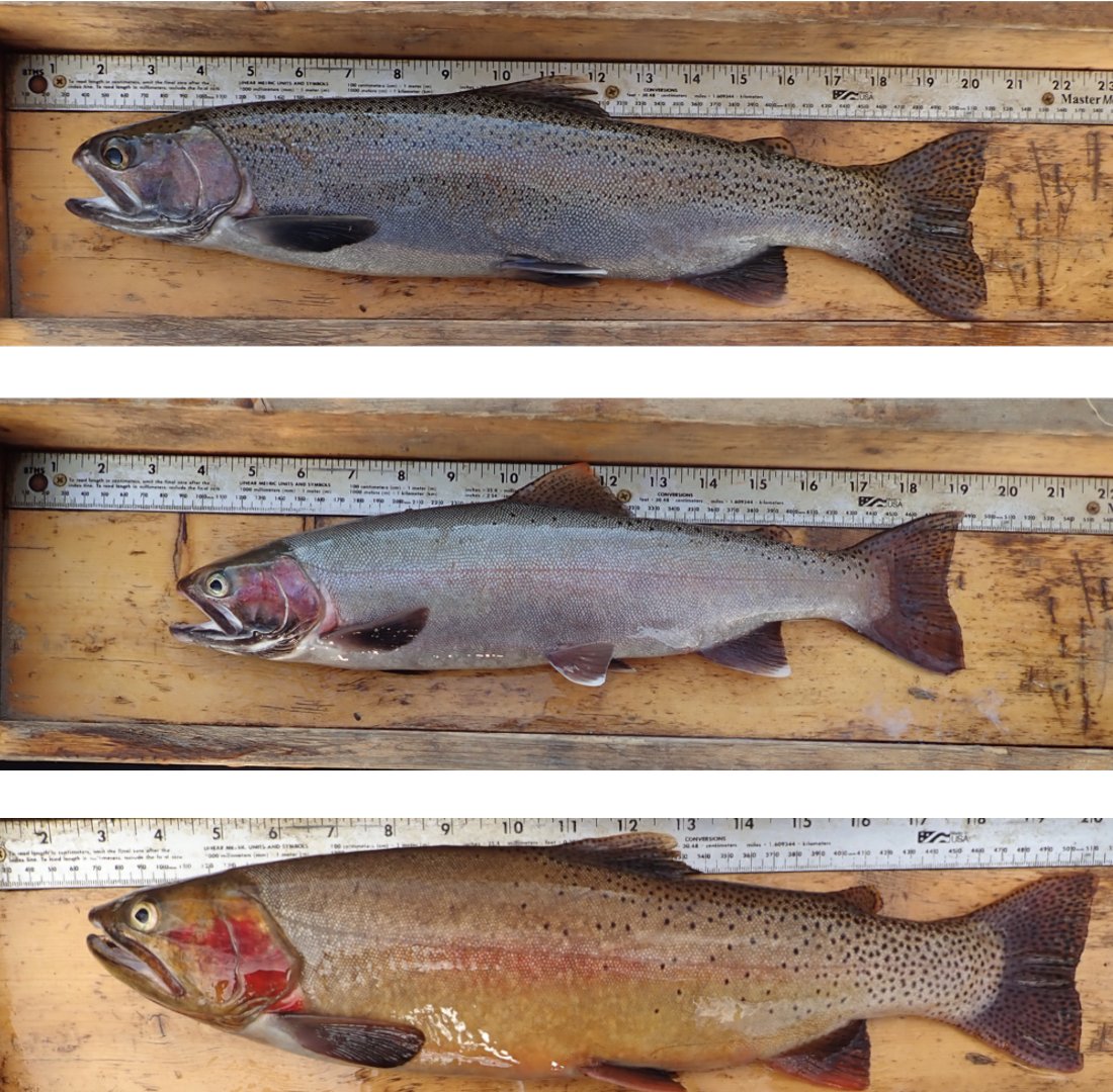 Will Rosenthal tweet media