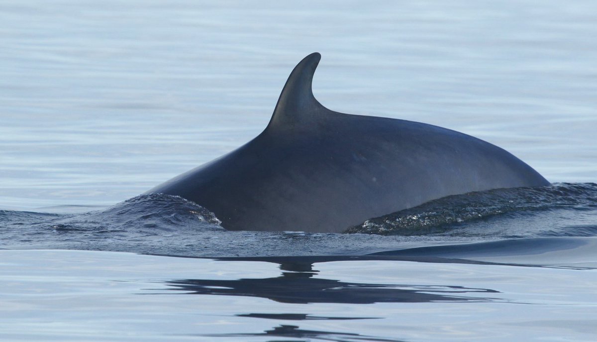 YCNature's tweet photo. New places available for booking! 2 on 9 Sept &amp; 3 places on 10 Sept due to cancellations A great opportunity! Seabird &amp; Whale trips link for booking https://t.co/MdlfYaBFJM @northyorkmoors @nybirdnews @FlamboroughBird @realstaithes @VisitWhitby @Markthebirder photo by @ViperaDan https://t.co/eGV2X8wcaL