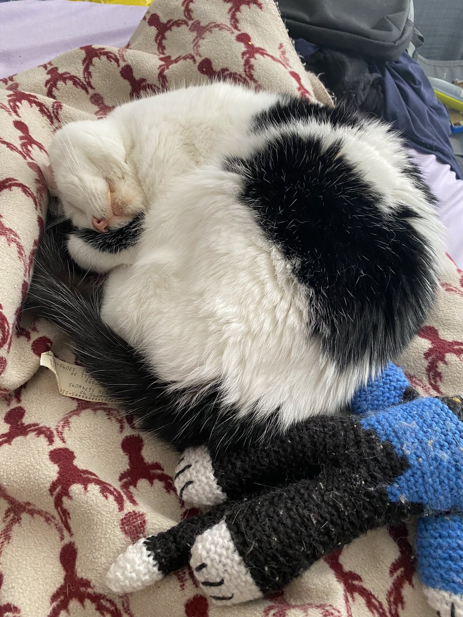 KvotheTheArcane's tweet photo. Day 53 Koaposting to cleanse your TL. I got distracted with irl work and when I took a break to play I didn’t dare wake this baby up. He’s probably dreaming about hunting with the wolves of @georgian_legion
#NAFO #CatsOfNafo #MrBumbleButt https://t.co/8iiyjyEVL4