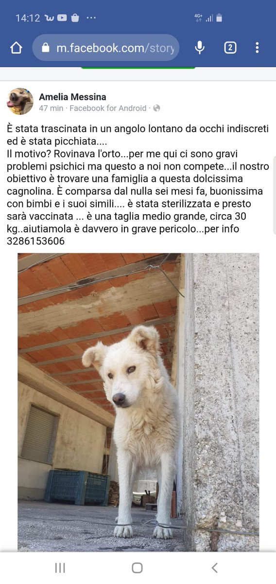 GabriellaBargh1's tweet photo. VIGLIACCHIIIII😡😡😡
X FAVORE RTRTRT PRIMA CHE...
🙏🙏🙏🙏🙏🙏😭🍀💔💔💔🐞 https://t.co/CcMaAvmzok