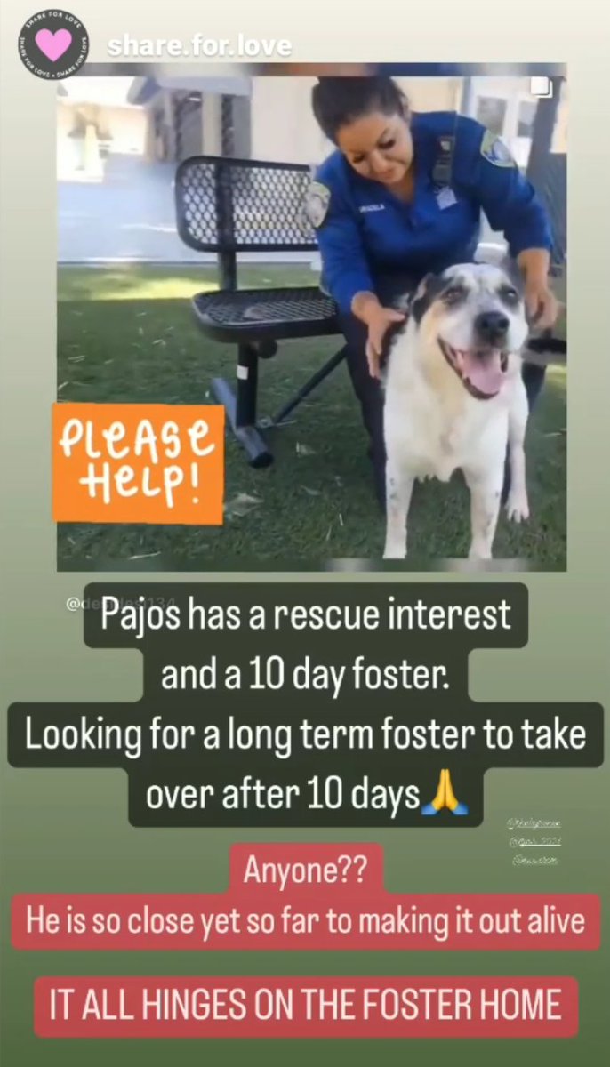 mapleveewesem's tweet photo. 🆘🐾🆘 PAJOS, the 7 yo 67 lb Australian Cattle Dog, sweet & a little shy & scared, needs a long-term (6 month commitment) #SoCal #Foster
OK with other large #dogs Please reply here if you can share your home🙏
#A5484895
#LosAngeles #California https://t.co/iCjiG5Vnp5
