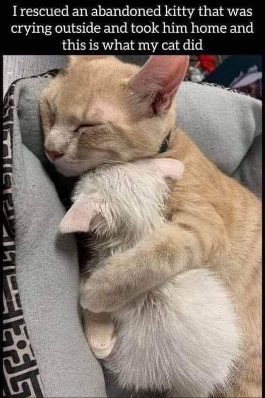 JamesMc89631483's tweet image. I rescued an abandoned kitty that was crying outside &amp;amp; took him home &amp;amp; this...