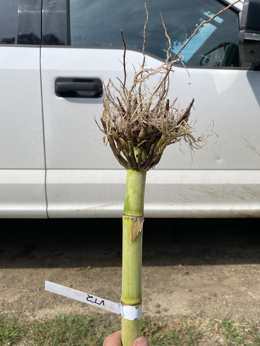 Tanner Skattum tweet media