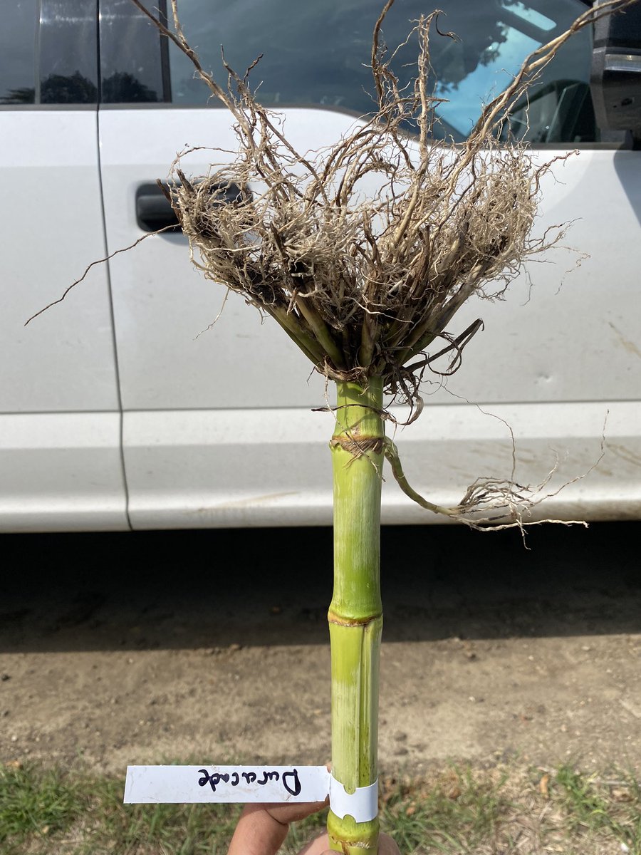 Tanner Skattum tweet media