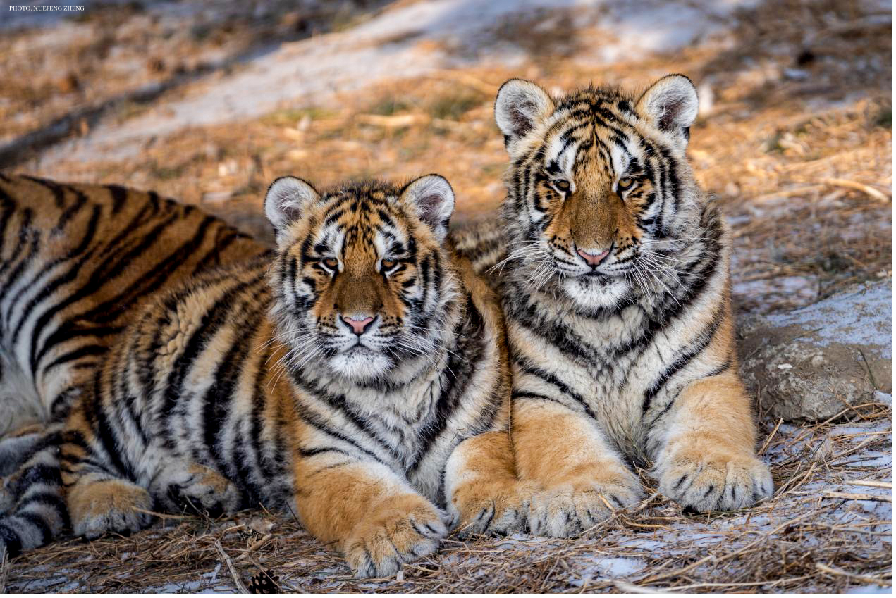 Saving the amur tiger