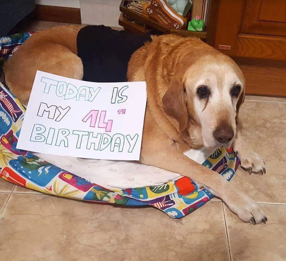 thehappydog_'s tweet image. Today is my " 14 " Birthday 🎁🎉🎉
