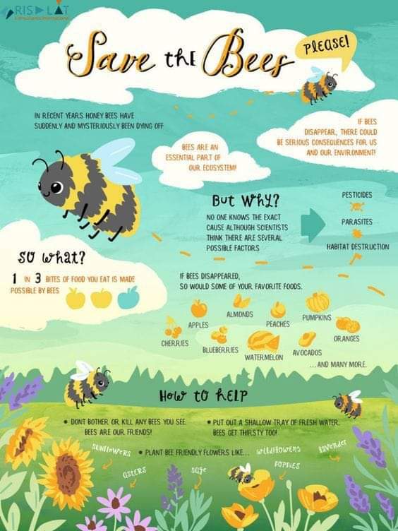thewitchbrmclst's tweet photo. Save the Bees https://t.co/JDuEqIiHfZ