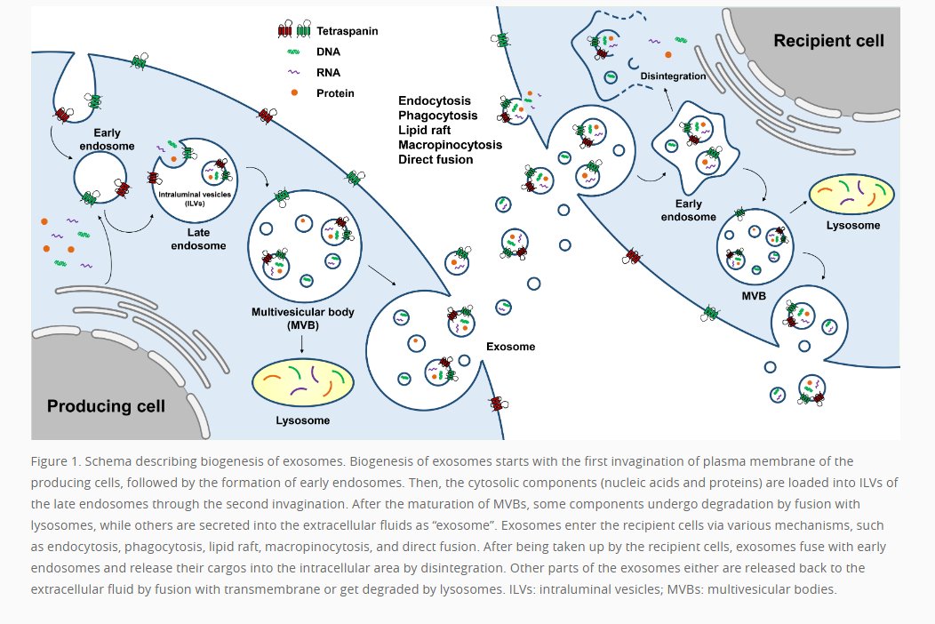 VesiclesAcids's tweet image. 🎯&quot;#Platformtechnologies and human cell lines for the production of #therapeuticexosomes&quot; by authors of @ChulheeC&apos;s team from @kaistpr and ILIAS Biologics Inc.
🖥️Read online: reurl.cc/8pjrE7
🔗PDF: reurl.cc/O4v29v