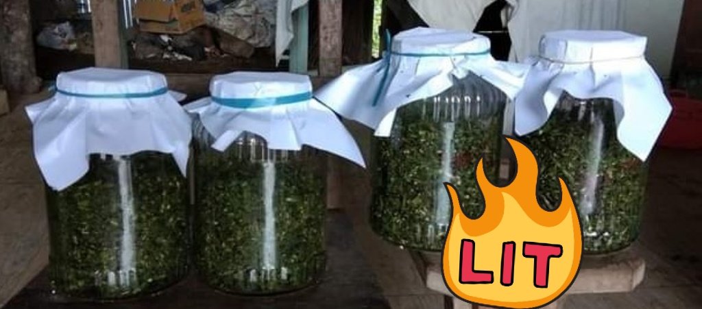 #Pertanian_Alami

PUTRI MALU PENGGANTI UREA  

Pupuk Nitrogen PUTRI MALU 

Bahan : 
1 kilogram Tanaman Putri Malu ( daun, bunga dan batang)
1/2 kilogram Gula Merah

Proses :
Haluskan kedua bahan. campurkan lalu masukkan ke dalam wadah toples , Tutup dengan kertas,