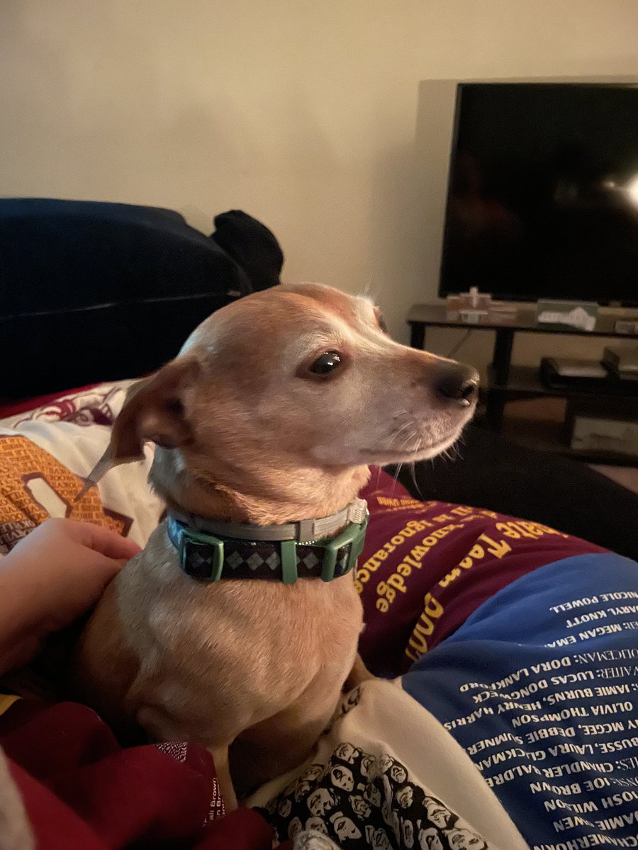 Gettin’ da pets in the glow of candle light—power out but not matter to me… 😌 #dog #dogs #dogtwitter #twitterdog #dogsoftwitter #chiweenie #chiweeniesoftwitter