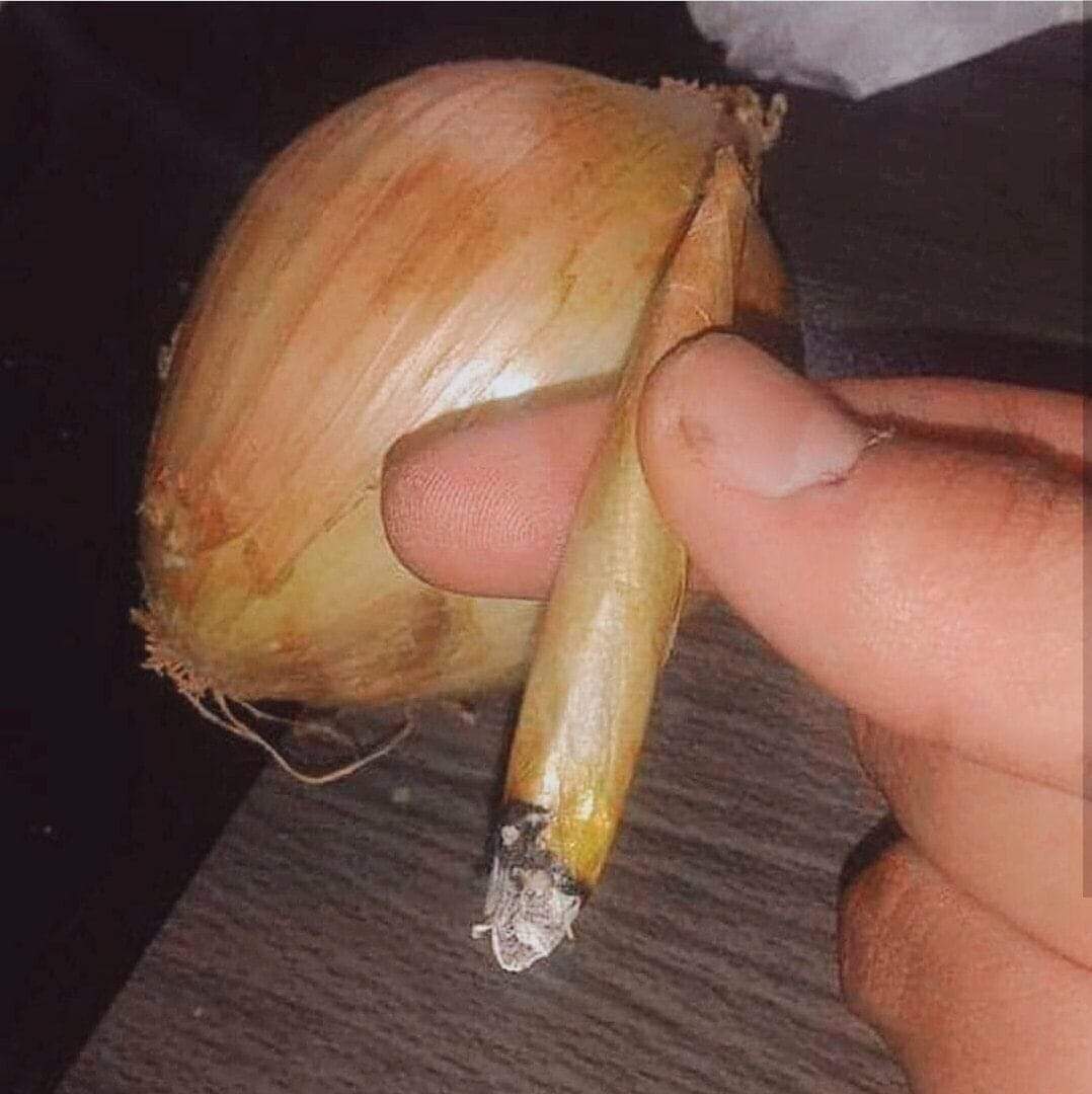 ResNeXtGuesser's tweet photo. Image prediction: acorn
Confidence: 9.86%
Submission by @@antek2901 https://t.co/T4RULZiMEv