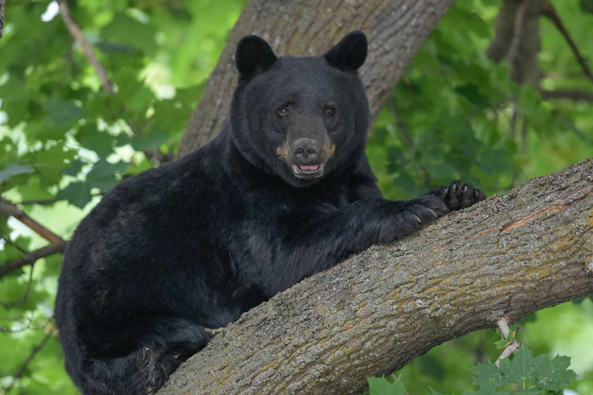 umontana's tweet image. New students: we brought in a live black bear on Connell Avenue just for you, so that you&apos;ll get the hang of our #bearalert (it&apos;s a real thing). But it&apos;s only Monte&apos;s cousin, wanting to check out what you brought with you for Move-In Day. Welcome to UM!