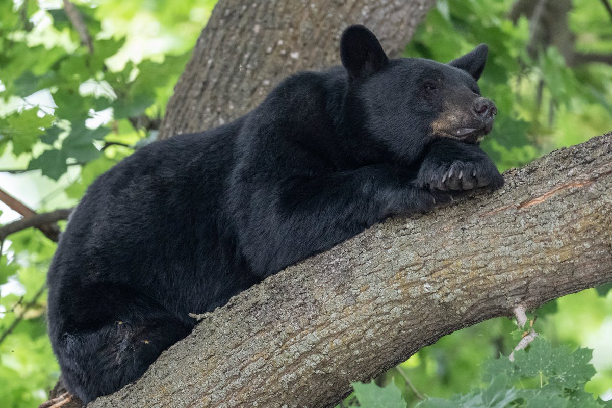 umontana's tweet image. New students: we brought in a live black bear on Connell Avenue just for you, so that you&apos;ll get the hang of our #bearalert (it&apos;s a real thing). But it&apos;s only Monte&apos;s cousin, wanting to check out what you brought with you for Move-In Day. Welcome to UM!