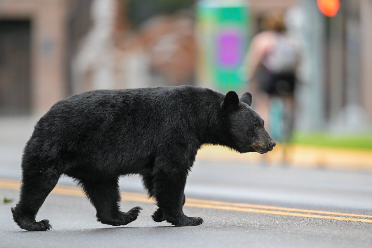 umontana's tweet image. New students: we brought in a live black bear on Connell Avenue just for you, so that you&apos;ll get the hang of our #bearalert (it&apos;s a real thing). But it&apos;s only Monte&apos;s cousin, wanting to check out what you brought with you for Move-In Day. Welcome to UM!