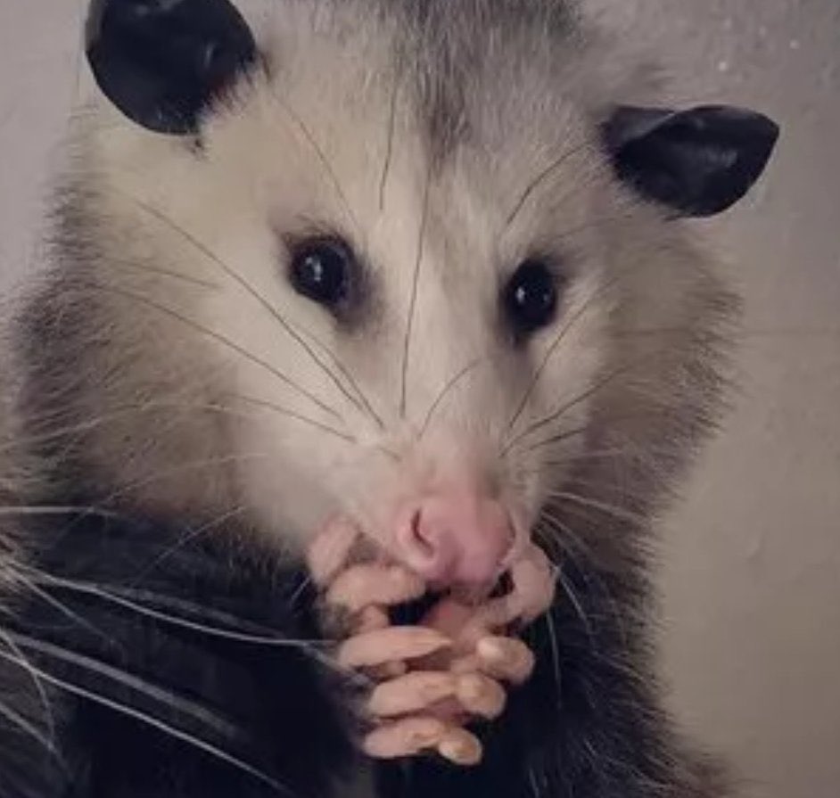 daily_possum's tweet photo. #mypretty #marsupial #ieatticks #notapest #possumkingdom @PAWStweets #apossumaday #possumlife #opposum #adorable #cutenessoverload #critterrescue #peace #love #canudigit https://t.co/B9YpMREI0S