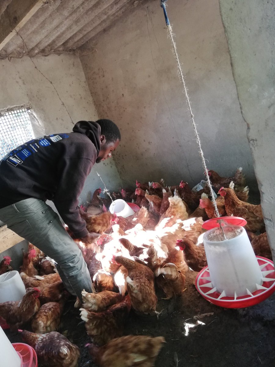 incemtemz's tweet photo. I do sell eggs, those around Ngundu, Dare,, Gororo, shongamiti  please support my hustle 🙏
+263777023320 https://t.co/Bo7cqZ3t8X