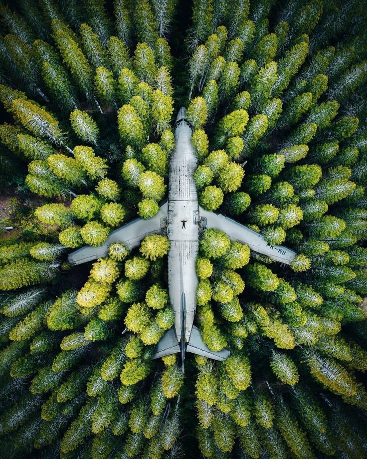 Abandoned Jet in an Indonesian Forest