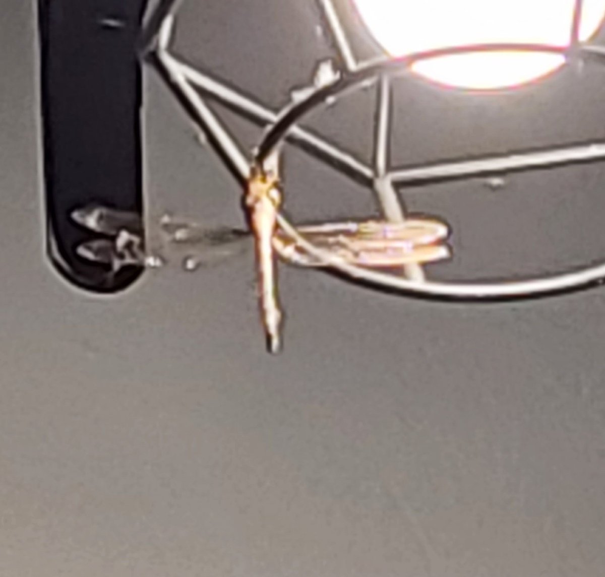 nadimehu's tweet photo. Hay un turix dentro de mi casa, espero sea de buena suerte, me urge jajajaja  #Libélula #Turix #DragonFly #Goodluck https://t.co/dNTwefSIsR