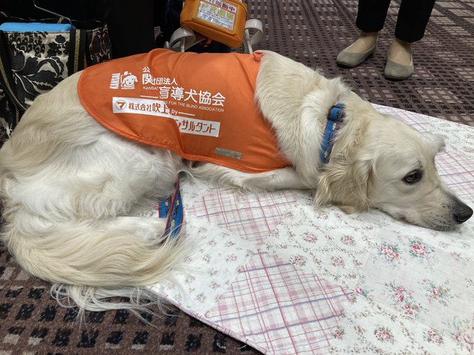 頚部椎間板ヘルニア こんな症状はありませんか Neuro Vets ニューロベッツ 動物神経科クリニック 京都市 脳神経 脊髄 外科 手術