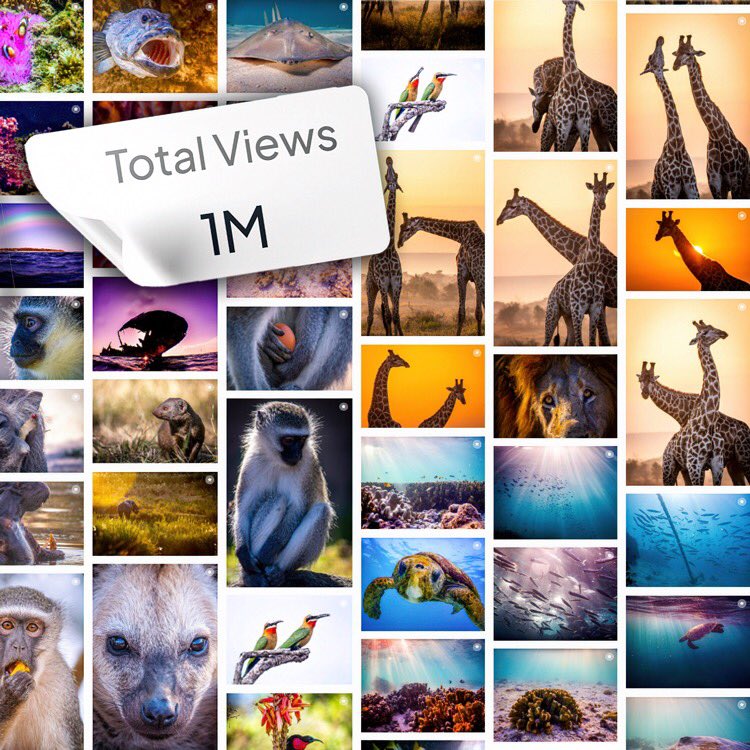 So I’ve started uploading my snaps📸🏞 to <a href="/pexels/">Pexels</a> for folks to freely use and just saw they’d passed a million views!🙊😲 Pumped to keep sharing, helping spread nature’s beauty and getting that next million- 250K this month means it shouldn’t be long!! Bit.ly/pexels_eco