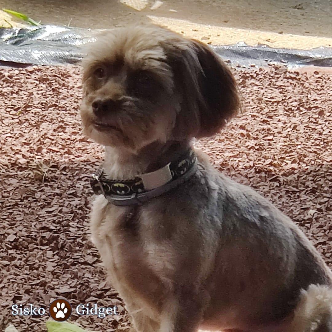 siskoandgidget's tweet photo. Hello furry friends, Hope you are having a great evening. What are you up to today ? #siskoandgidget 
 #dogsoftwitter,#DogLife  #puppylove https://t.co/xULCMO19T1
