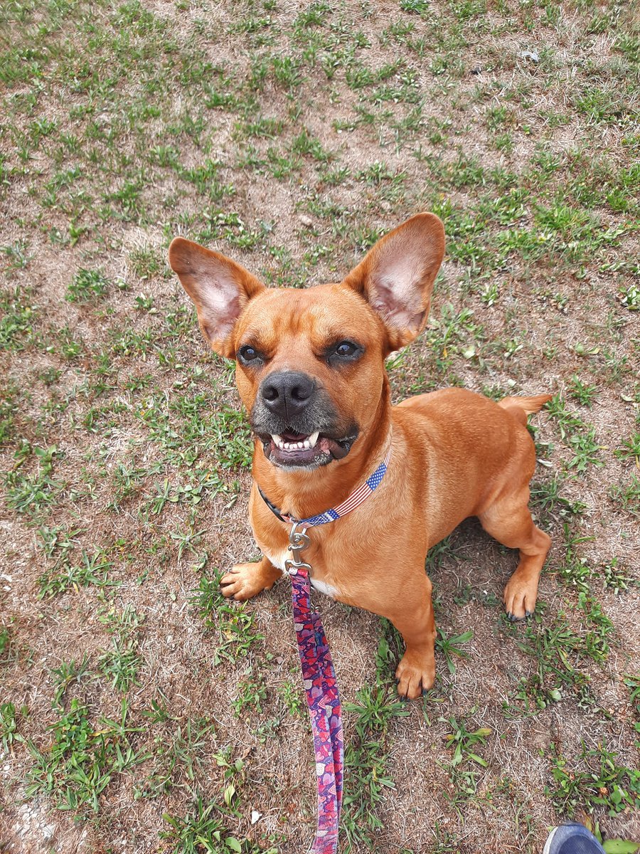 PSPCA's tweet photo. Hey Fraser, did you hear what is happening Saturday? #CleartheShelters is back &amp; we're waiving ALL ADOPTION FEES! That means pups like you will find their #furever homes.

Save the date &amp; we'll see you here on Saturday starting at 10am.

***some small fees may still apply https://t.co/wj3kysuPqA