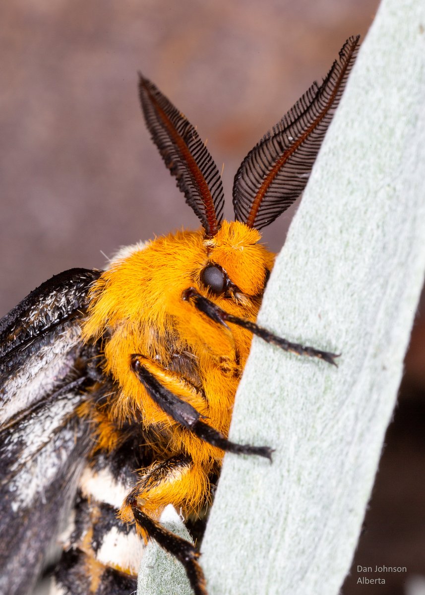 DanJohnsonAB's tweet photo. I found caterpillars of what I thought might be the Sagebrush Sheep Moth, Hemileuca hera, at ACA Silver Sage rangeland SW of Manyberries, AB (@ConserveAlberta ). The caterpillars were active in mid- to late June. I took one home and here is the result. https://t.co/cEEsiAMN4o