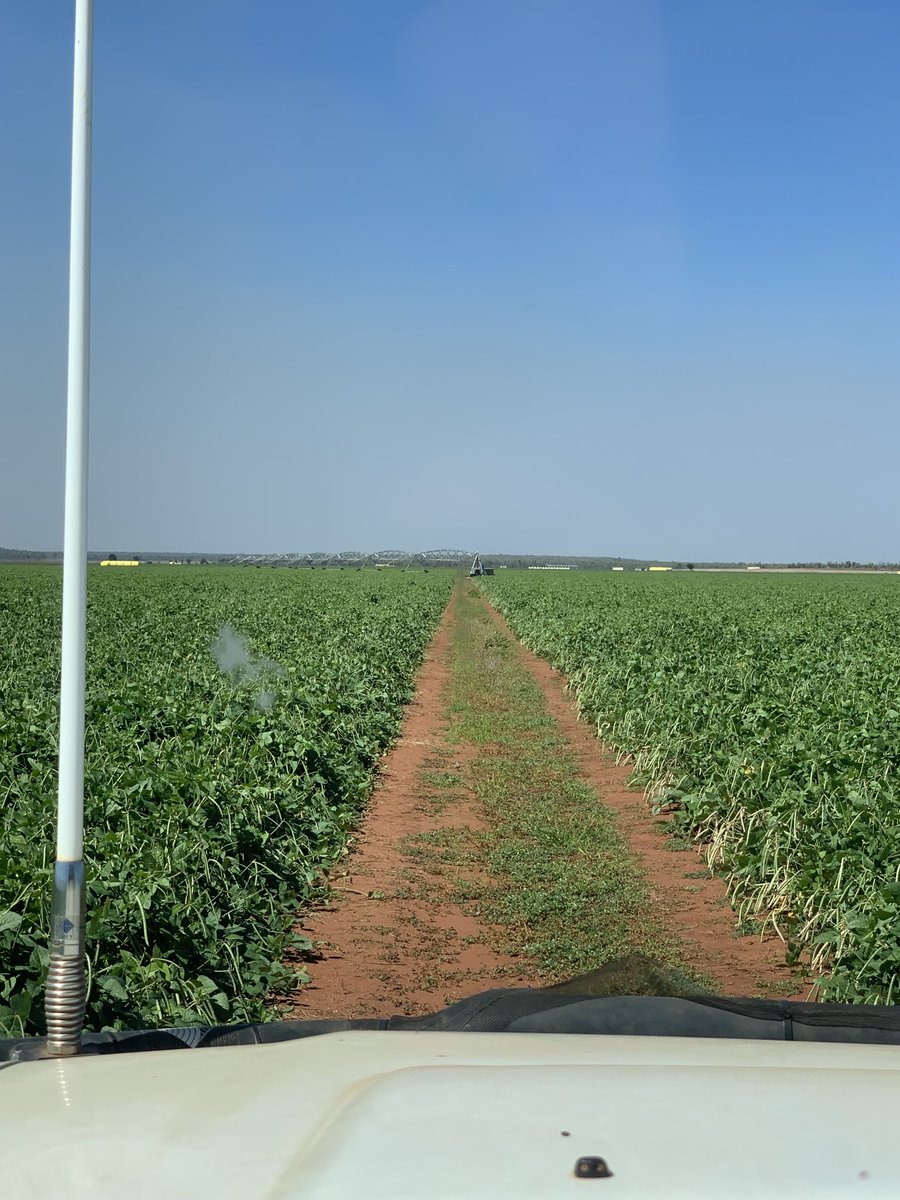 Spent a week in the Douglas Daly NT with the Howies. Mates since school. The change in the ag landscape in the past few years is big. From primarily cows, cavalcade &amp; Jarrah grass to butterfly &amp; cowpeas, irrigated &amp; dryland cotton, a seed business &amp; a few sheep &amp; goats &amp; more.
