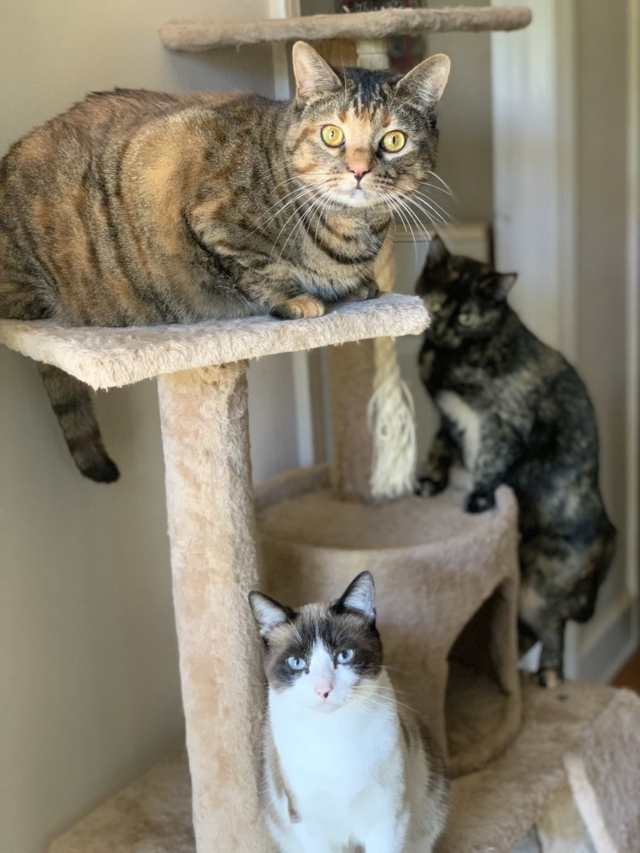 caking1831's tweet photo. @adamgreattweet From top to bottom: Fat Ass, Little Ass, and Littlest Ass. https://t.co/urCnOGJUuI
