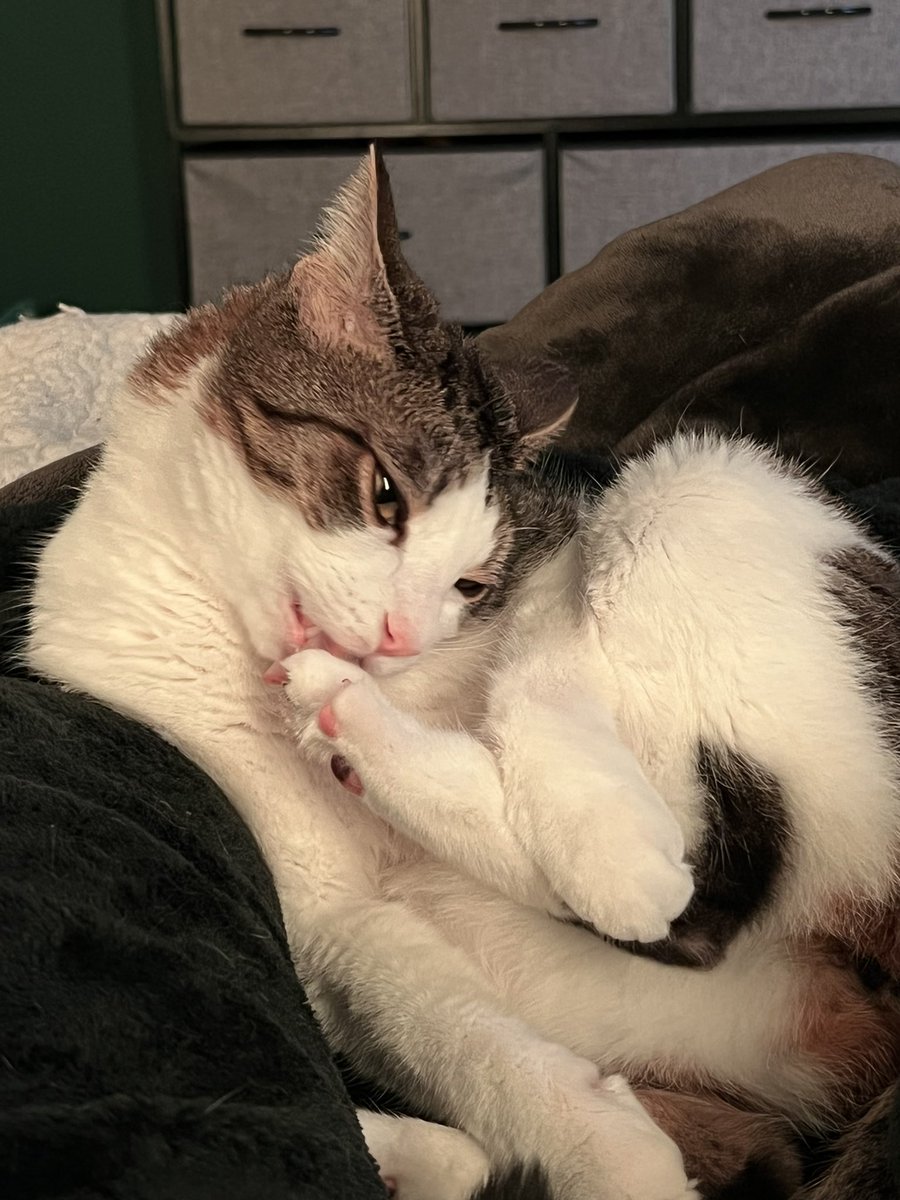 littlesiha on Twitter "my cat licks his feet with a fervor that would