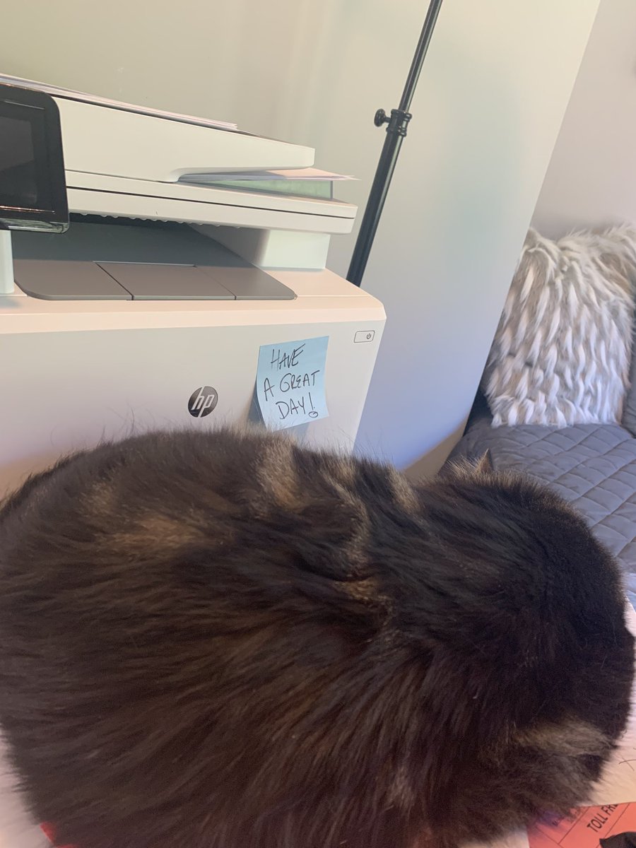 tjok1985's tweet photo. This is who I am now- a cat lady who will have a great day and print things https://t.co/b63T0AY5m2