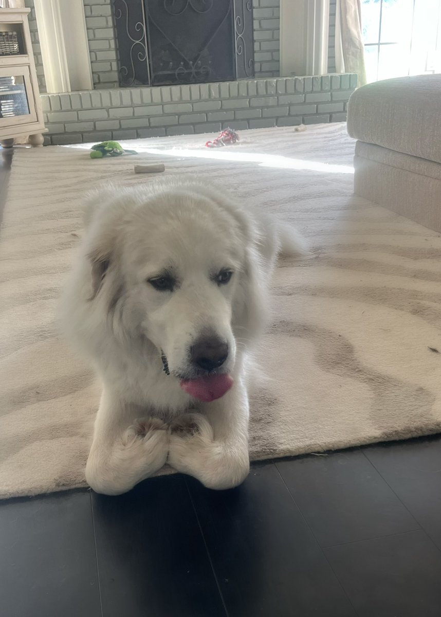 vanessa_farris's tweet photo. @dog_rates This is Lincoln. He, too, insists this is the best way to sit. 13/10 Team Summer https://t.co/ZhHuSN8aFX
