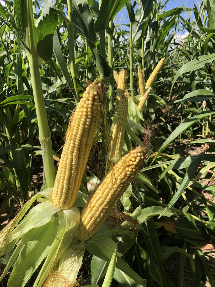 ECSAgronomy's tweet photo. @LGSeeds LG5410VT2RIB is one tough bugger. Handling tough ground in a tough climate, 15 miles south of Seibert CO. A lot of full doubles and quickly becoming a reliable variety for the #desertfarmer #lowpopmafia @ECSeeds @LGCornDSM https://t.co/ihkR14BTVC