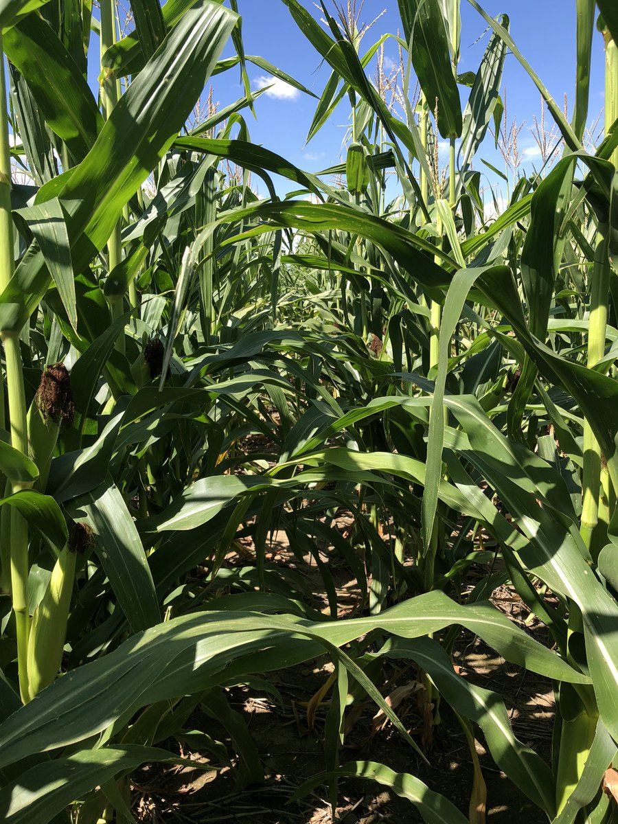 ECSAgronomy's tweet photo. @LGSeeds LG5410VT2RIB is one tough bugger. Handling tough ground in a tough climate, 15 miles south of Seibert CO. A lot of full doubles and quickly becoming a reliable variety for the #desertfarmer #lowpopmafia @ECSeeds @LGCornDSM https://t.co/ihkR14BTVC
