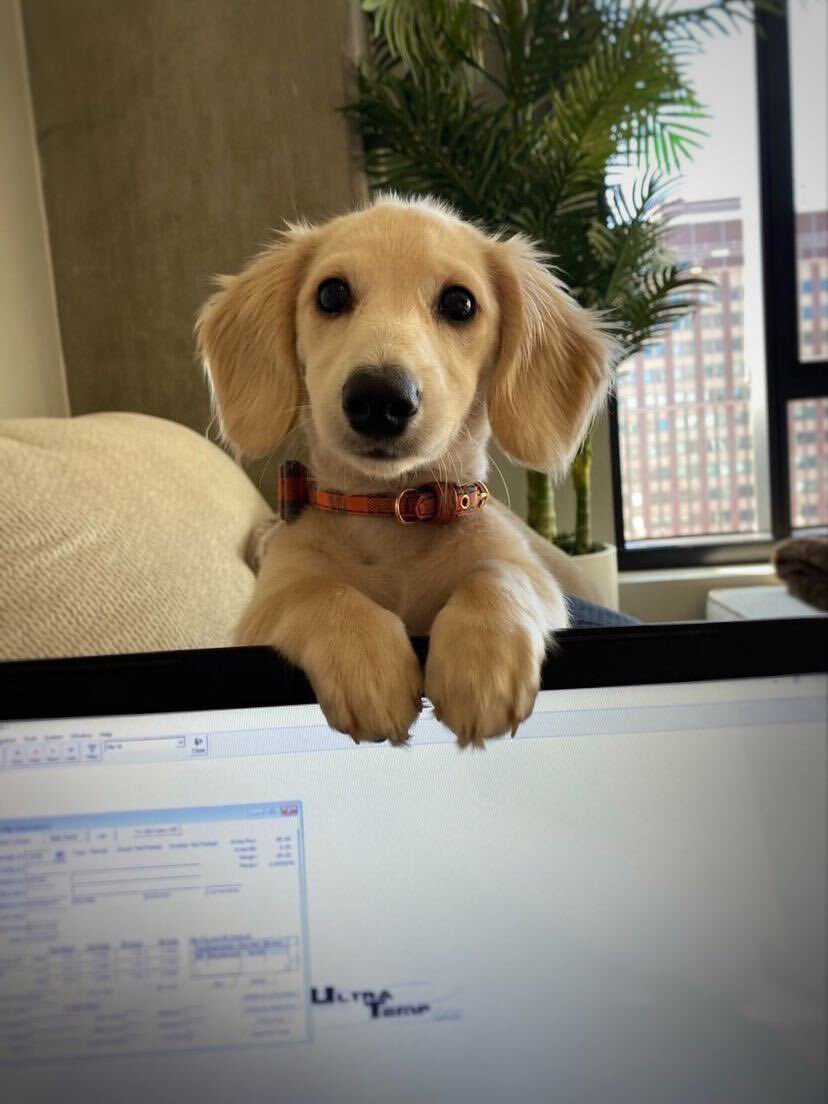 This is Gibson. He needs you to stop working immediately. All the other dogs are going to the park. 12/10