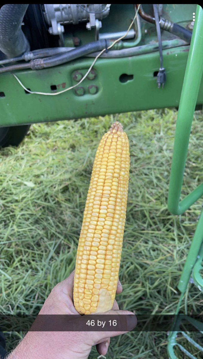 cbseeds's tweet photo. Got another Channel Picture from one of our customer…214-22stx.  46x16..In Bremer County, IA just love opening these snaps makes my day! 🌽❤️#excited #placedtopreform @ChannelSeed @BayerTraits https://t.co/7PMBhRdfDM