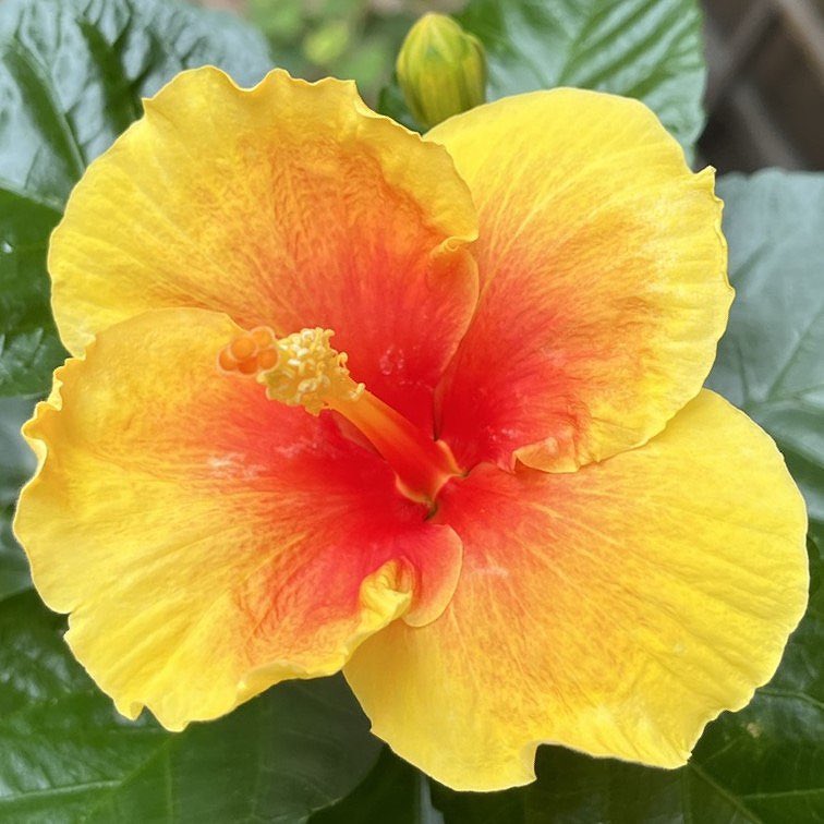 AnecDote0401's tweet photo. #ブッソウゲ #ハイビスカス #仏桑花 #ChineseHibiscus #Hibiscusrosasinensis
ブッソウゲの園芸名「ハイビスカス」は本来フヨウ属全体の名称。沖縄では「後生花」とも呼ばれ、来世の安寧を願って墓所に植えられます。
Click here for more -> https://t.co/jy7enPXheh https://t.co/nU1BKtRNux