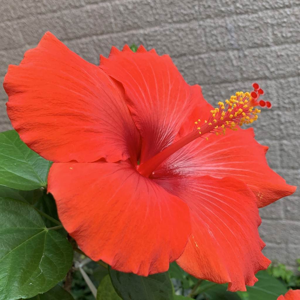 AnecDote0401's tweet photo. #ブッソウゲ #ハイビスカス #仏桑花 #ChineseHibiscus #Hibiscusrosasinensis
ブッソウゲの園芸名「ハイビスカス」は本来フヨウ属全体の名称。沖縄では「後生花」とも呼ばれ、来世の安寧を願って墓所に植えられます。
Click here for more -> https://t.co/jy7enPXheh https://t.co/nU1BKtRNux