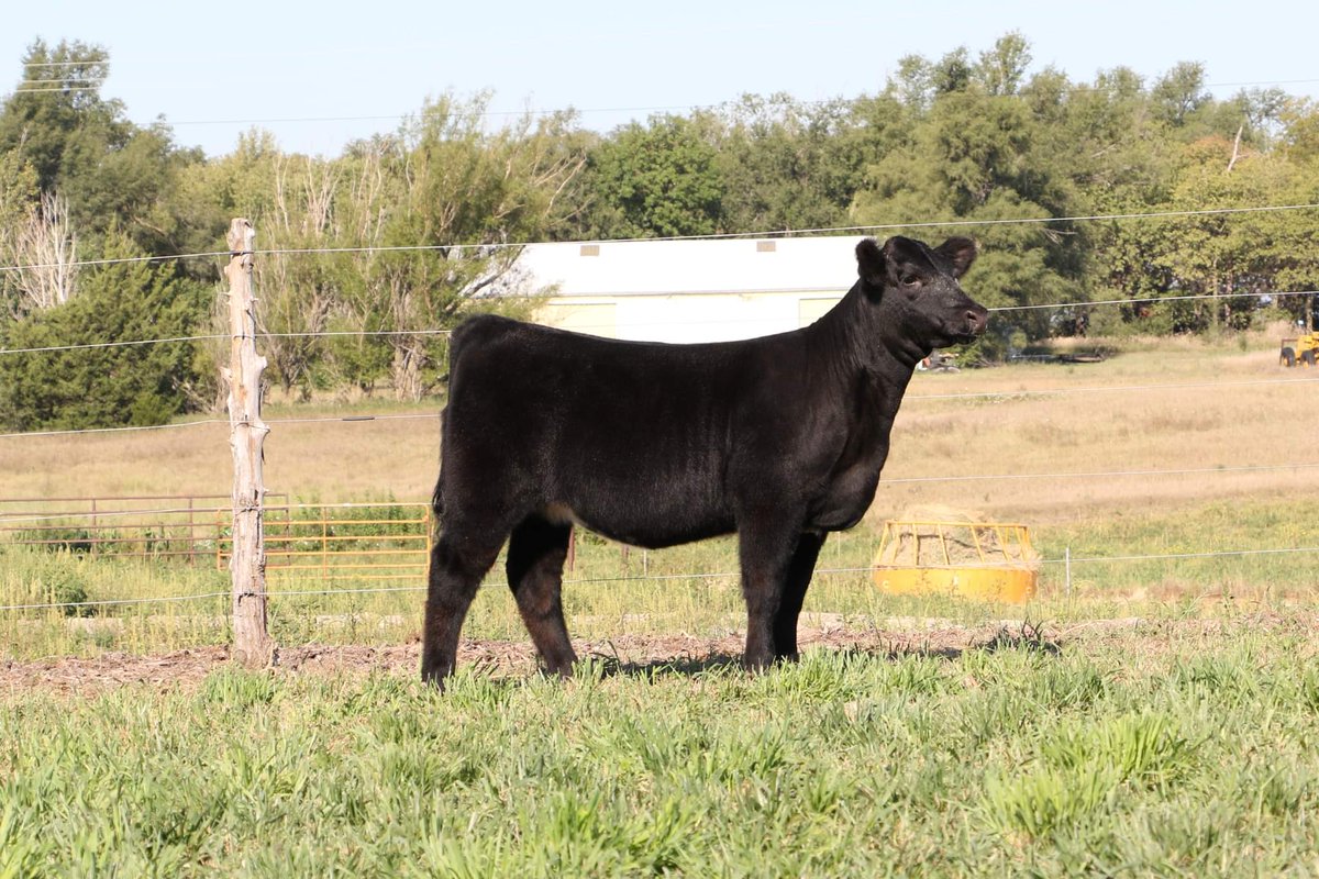 Lay_Farms_Inc's tweet photo. If you are headed to the Nebraska State Fair or just out looking at cattle, stop on in and see our 2022 calf crop.  Give us a call or text.
Todd 402-519-0819 
Tyler 402-469-1850 https://t.co/WpY4PbbcU7