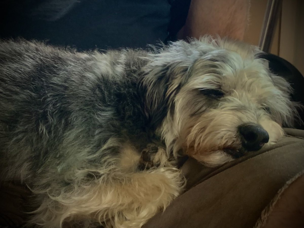 's tweet image. Did I tell you laps are my favorite places to be? Oh, it’s sooo good!