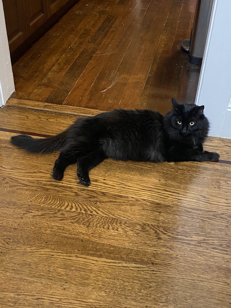 <a href="/holly/">Holly Brockwell</a> Whereas Gadget was so excited for attention last night that he tried to play his and Vyvyan’s favorite game, MURDER IN THE DARK.

Presumably, if he makes me fall down it will be much easier to pet him on the floor. Cat logic.