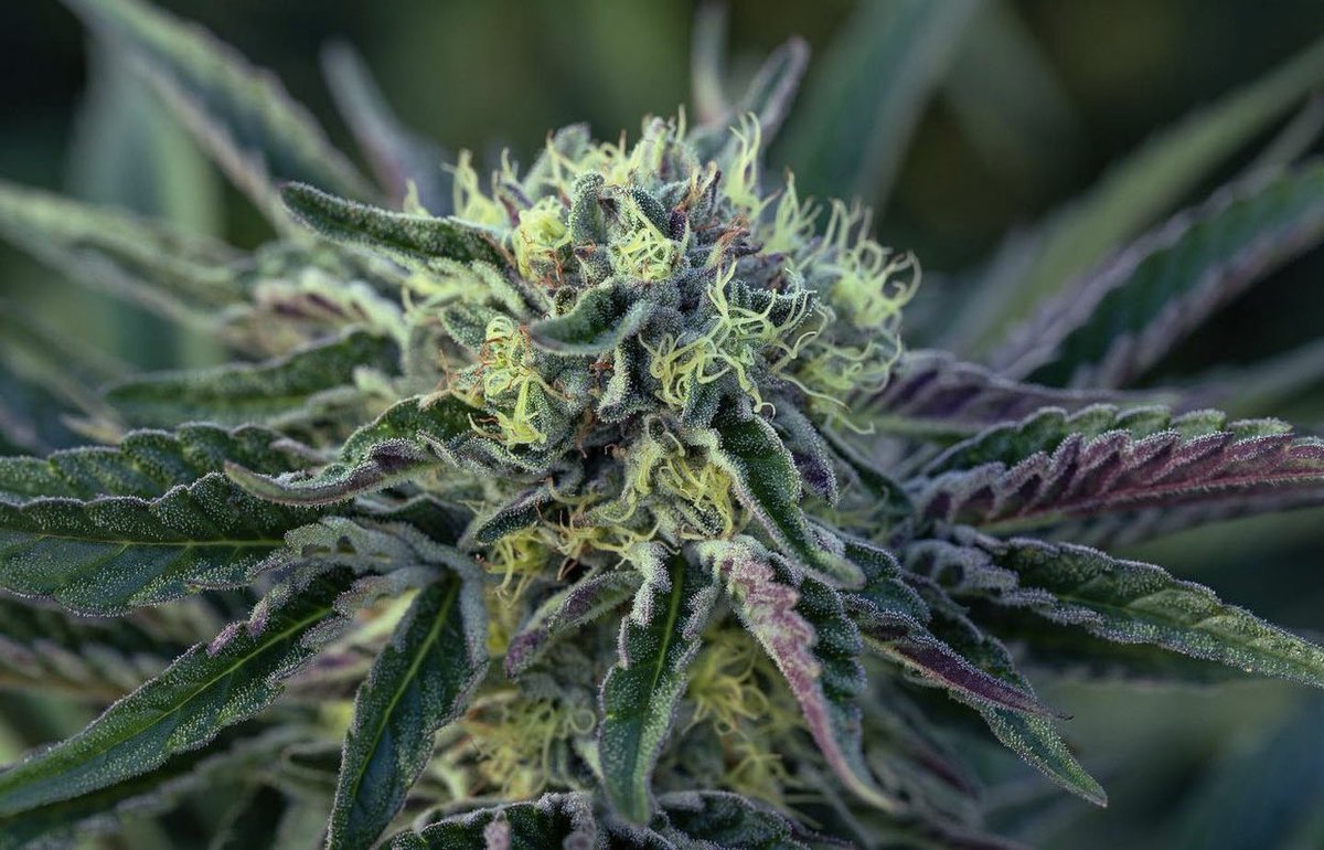 EmmaEdibles's tweet photo. Every year up on the Ridgeline,we play with multiple new strains.They all have their own unique beauty and smell. https://t.co/odpNLKBCYR