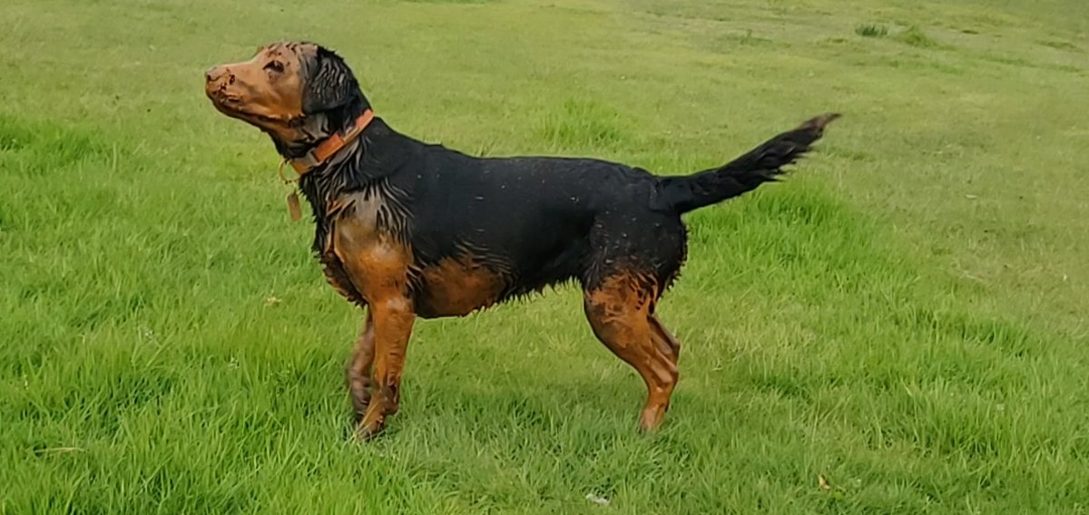 LifeOfLyla's tweet photo. @JonesLabrador Dat is excellent work my fren! Such brilliantly thick coverage! Splendid! Humum must have approved, yes?! One of my proudest moments was dis one... I went head first into a rusty stream and I gots "Tango'd"... I was just practicing being a Rottie doggy wiv tans face and legs 😁🐾 https://t.co/B2DLtFIRMq