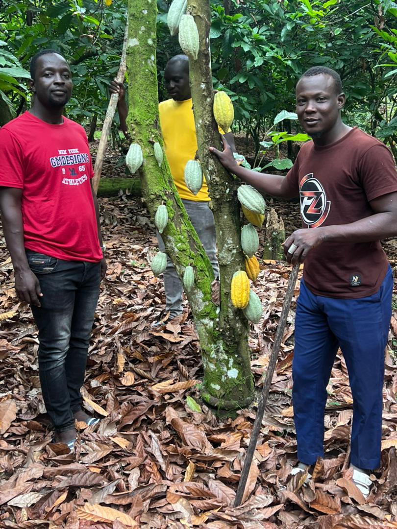 Almousta92's tweet photo. Mère nature 🪴🪴🪴.....#la terre ne trahit jamais. Quelque part en Côte d'Ivoire.... https://t.co/8XTqMc8Xo2