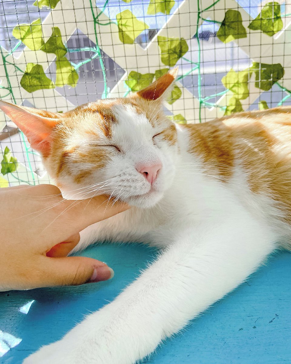 CatCafe Lounge tweet media