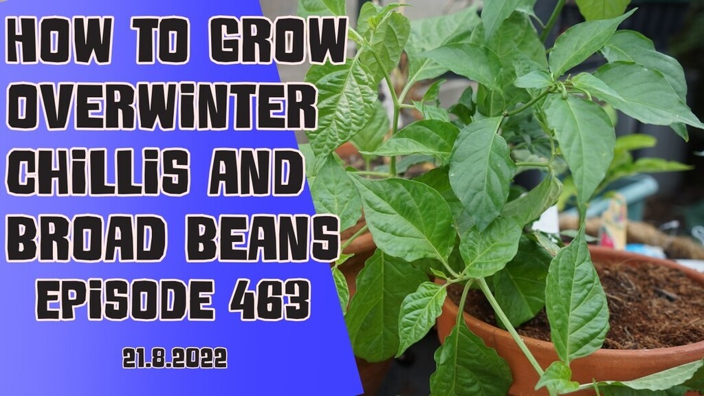 Theveggrowerpod's tweet photo. Join Richard on this weeks veg grower podcast. This week Richard is starting to grow some chillies to over winter and preparing to get started with overwintering broad beans.
Available on all podcast apps or at https://t.co/y5L8BID6zR
#gardeningbargains #growyourownveg #kitche… https://t.co/azsSfWyxqH