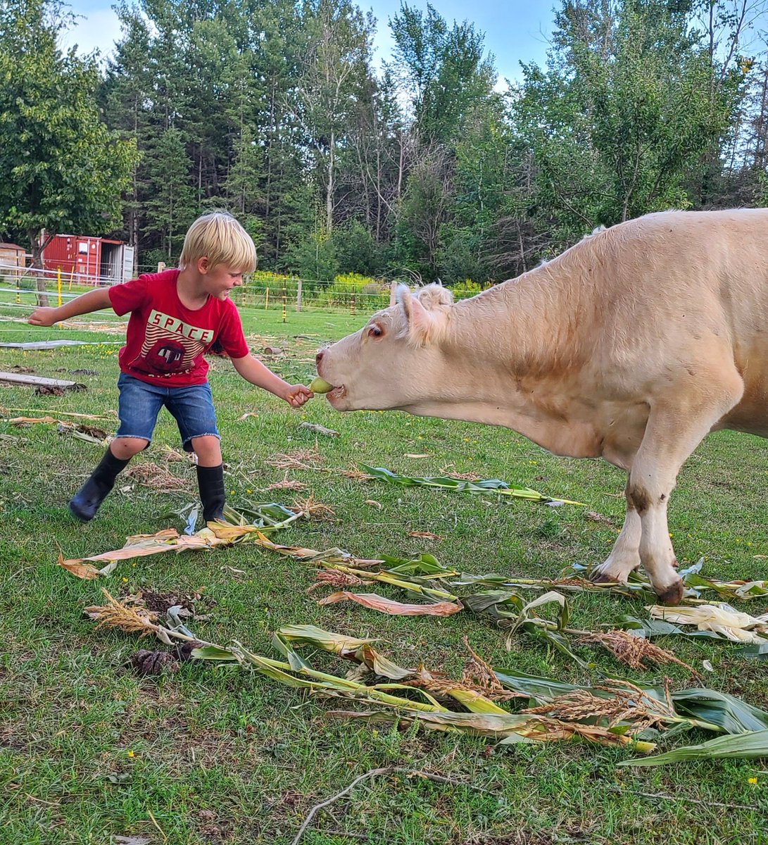 tenwattandrew's tweet photo. Am I doing this #cornfedbeef thing properly? #backyardbeef https://t.co/wdxnRq47qV